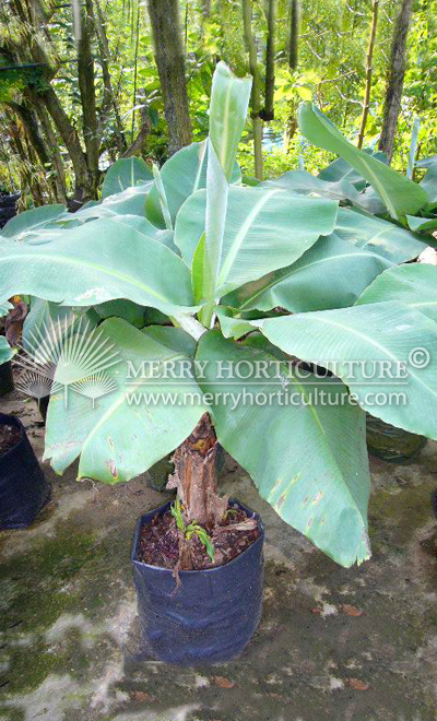 Ensete superbum_2